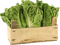 Temperature monitoring for the frozen and chilled food industry